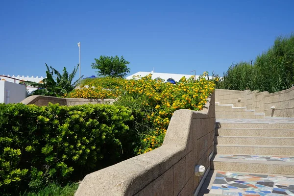 Staircase Surrounded Lantana Camara Flowers Blooming September Lantana Camara Synonyms — Foto Stock