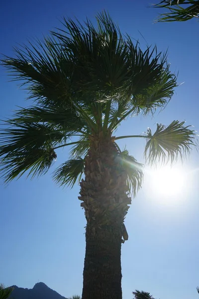 Palm Tree Rays Sun Background Sky Kolimpia Rhodes Greece — Fotografia de Stock