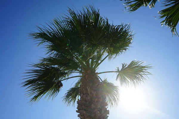Palm Tree Rays Sun Background Sky Kolimpia Rhodes Greece — Fotografia de Stock