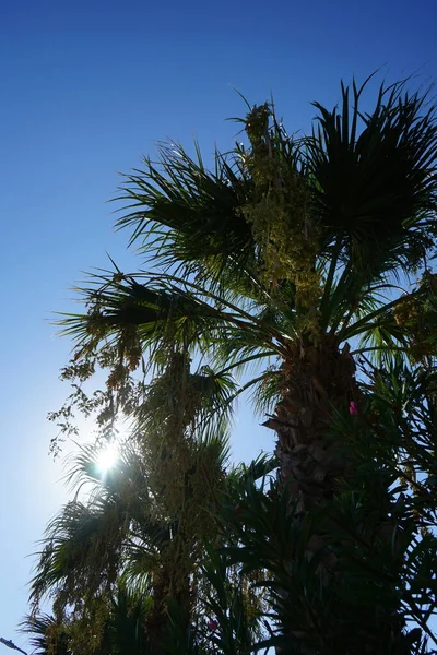 Palm Tree Rays Sun Background Sky Kolimpia Rhodes Greece — Stok fotoğraf