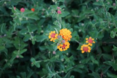 Lantana camara (İngilizce: 