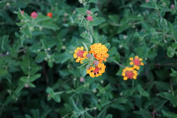 Lantana Camara องความหมาย ลาซานาท วไป ธงสเปน ลาซ โคโซว กเบอร ลาซานาอ — ภาพถ่ายสต็อก