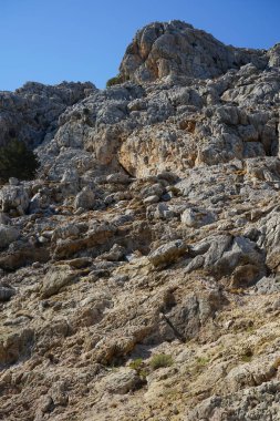 Capra aegagrus in its natural habitat, in the mountains. The wild goat or common ibex, Capra aegagrus, is a wild goat species. It has been listed as near threatened on the IUCN Red List. Kolimpia, Rhodes, Greece 