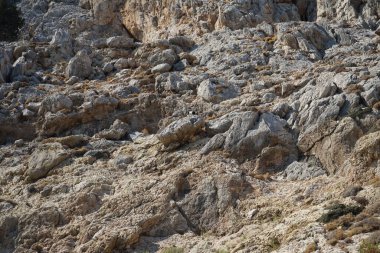 Capra aegagrus in its natural habitat, in the mountains. The wild goat or common ibex, Capra aegagrus, is a wild goat species. It has been listed as near threatened on the IUCN Red List. Kolimpia, Rhodes, Greece 