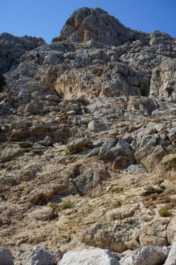 Capra aegagrus in its natural habitat, in the mountains. The wild goat or common ibex, Capra aegagrus, is a wild goat species. It has been listed as near threatened on the IUCN Red List. Kolimpia, Rhodes, Greece 