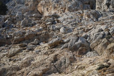 Capra aegagrus in its natural habitat, in the mountains. The wild goat or common ibex, Capra aegagrus, is a wild goat species. It has been listed as near threatened on the IUCN Red List. Kolimpia, Rhodes, Greece 