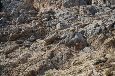 Capra aegagrus in its natural habitat, in the mountains. The wild goat or common ibex, Capra aegagrus, is a wild goat species. It has been listed as near threatened on the IUCN Red List. Kolimpia, Rhodes, Greece 