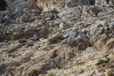 Capra aegagrus in its natural habitat, in the mountains. The wild goat or common ibex, Capra aegagrus, is a wild goat species. It has been listed as near threatened on the IUCN Red List. Kolimpia, Rhodes, Greece 