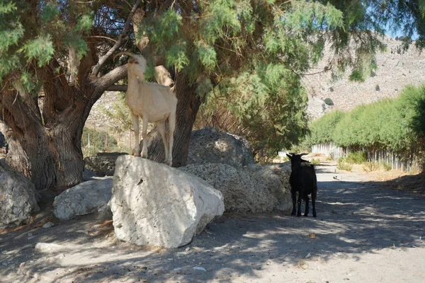 Wild Goats Descended Mountains Resort Area Wild Goat Common Ibex — Stockfoto