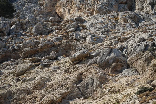 Capra Aegagrus Hábitat Natural Las Montañas Cabra Silvestre Íbice Común —  Fotos de Stock
