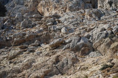 Capra aegagrus in its natural habitat, in the mountains. The wild goat or common ibex, Capra aegagrus, is a wild goat species. It has been listed as near threatened on the IUCN Red List. Kolimpia, Rhodes, Greece 