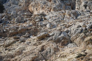 Capra aegagrus in its natural habitat, in the mountains. The wild goat or common ibex, Capra aegagrus, is a wild goat species. It has been listed as near threatened on the IUCN Red List. Kolimpia, Rhodes, Greece 