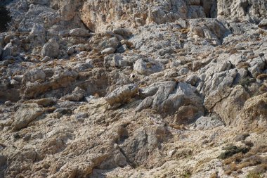 Capra aegagrus in its natural habitat, in the mountains. The wild goat or common ibex, Capra aegagrus, is a wild goat species. It has been listed as near threatened on the IUCN Red List. Kolimpia, Rhodes, Greece 
