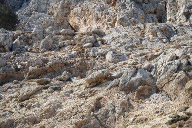 Capra aegagrus in its natural habitat, in the mountains. The wild goat or common ibex, Capra aegagrus, is a wild goat species. It has been listed as near threatened on the IUCN Red List. Kolimpia, Rhodes, Greece 