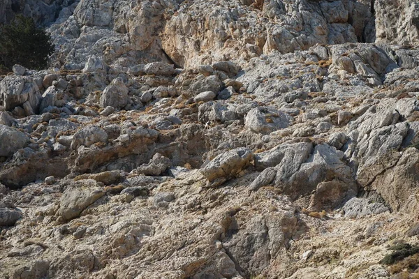 Capra Aegagrus Hábitat Natural Las Montañas Cabra Silvestre Íbice Común —  Fotos de Stock