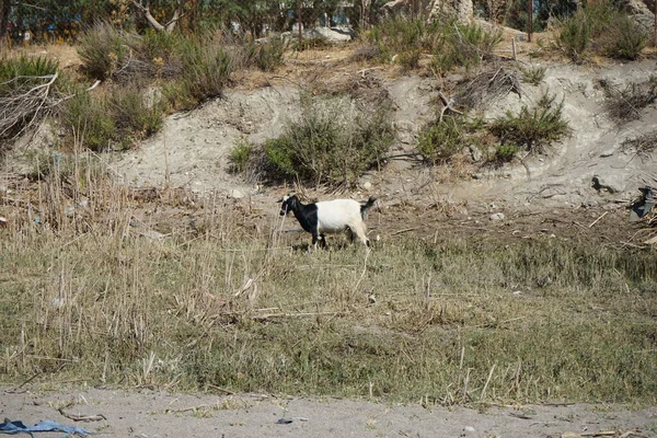 Capra Aegagrus Descended Mountains Resort Area Wild Goat Common Ibex — Photo