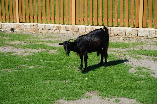 Capra Aegagrus Est Descendu Des Montagnes Dans Zone Villégiature Bouc — Photo