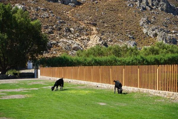 Wild Goats Descended Mountains Resort Area Wild Goat Common Ibex — Foto de Stock