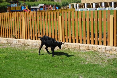 Capra aegagrus descended from the mountains into the resort area. The wild goat or common ibex, Capra aegagrus, is a wild goat species. It has been listed as near threatened on the IUCN Red List. Kolimpia, Rhodes, Greece 