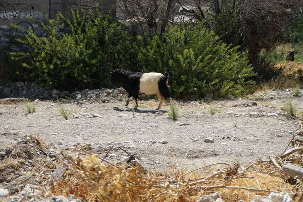 Capra Aegagrus Descended Mountains Resort Area Wild Goat Common Ibex — Stockfoto