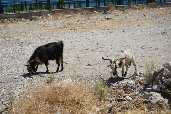 Wild Goats Descended Mountains Resort Area Wild Goat Common Ibex — Stockfoto