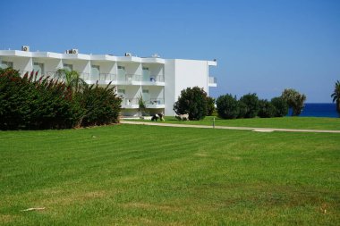 Wild goats descended from the mountains to the resort area. The wild goat or common ibex, Capra aegagrus, is a wild goat species. It has been listed as near threatened on the IUCN Red List. Kolimpia, Rhodes, Greece