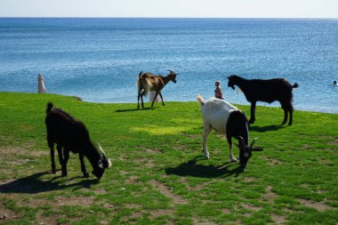 Wild goats descended from the mountains to the resort area. The wild goat or common ibex, Capra aegagrus, is a wild goat species. It has been listed as near threatened on the IUCN Red List. Kolimpia, Rhodes, Greece