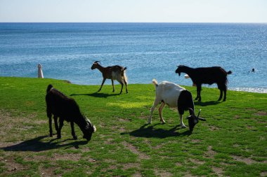 Wild goats descended from the mountains to the resort area. The wild goat or common ibex, Capra aegagrus, is a wild goat species. It has been listed as near threatened on the IUCN Red List. Kolimpia, Rhodes, Greece