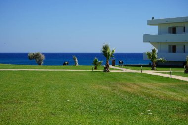 Wild goats descended from the mountains to the resort area. The wild goat or common ibex, Capra aegagrus, is a wild goat species. It has been listed as near threatened on the IUCN Red List. Kolimpia, Rhodes, Greece