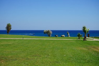 Wild goats descended from the mountains to the resort area. The wild goat or common ibex, Capra aegagrus, is a wild goat species. It has been listed as near threatened on the IUCN Red List. Kolimpia, Rhodes, Greece