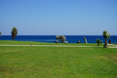 Wild goats descended from the mountains to the resort area. The wild goat or common ibex, Capra aegagrus, is a wild goat species. It has been listed as near threatened on the IUCN Red List. Kolimpia, Rhodes, Greece
