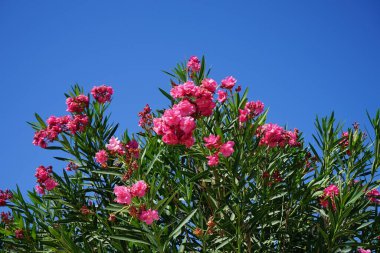 Neryum zakkum ya da zakkum, dünya çapında ılıman ve subtropikal bölgelerde bir süs ve peyzaj bitkisi olarak yetiştirilmiş bir çalılıktır. Kolympia, Rodos, Yunanistan 