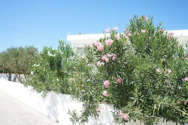 Neryum zakkum ya da zakkum, dünya çapında ılıman ve subtropikal bölgelerde bir süs ve peyzaj bitkisi olarak yetiştirilmiş bir çalılıktır. Kolympia, Rodos, Yunanistan 