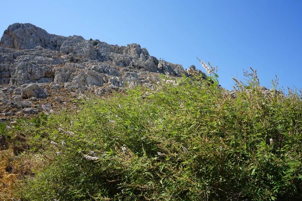 Vitex Agnus Castus Eylül Ayında Rodos Adasında Çiçek Açar Vitex — Stok fotoğraf