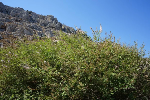 Vitex Agnus Castus Blooms September Island Rhodes One Few Temperate — Stock Photo, Image