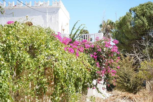 Egy Fehér Épület Körülvéve Buja Mediterrán Növényzettel Kolimpia Rhodes Görögország — Stock Fotó