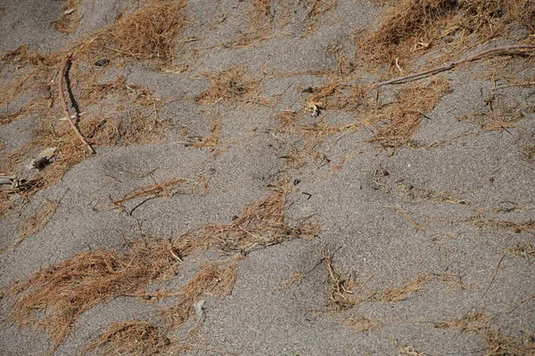 Algas Secas Praia Areia Kolimpia Rodes Grécia — Fotografia de Stock