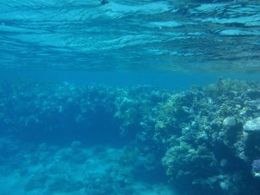 Dahab 'ın sualtı dünyası. Resif, canlı organizmalar tarafından oluşturulan biyojeolojik bir yapıdır. Dahab, Güney Sina Valiliği, Mısır