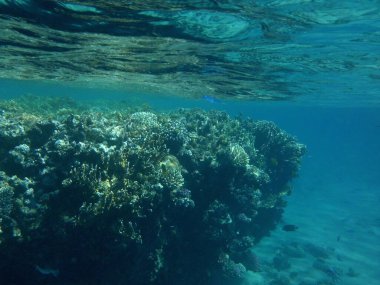 Dahab 'ın sualtı dünyası. Resif, canlı organizmalar tarafından oluşturulan biyojeolojik bir yapıdır. Dahab, Güney Sina Valiliği, Mısır