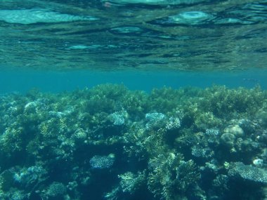 Dahab 'ın sualtı dünyası. Resif, canlı organizmalar tarafından oluşturulan biyojeolojik bir yapıdır. Dahab, Güney Sina Valiliği, Mısır
