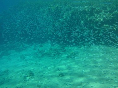 Dahab 'ın sualtı dünyası. Resif, canlı organizmalar tarafından oluşturulan biyojeolojik bir yapıdır. Dahab, Güney Sina Valiliği, Mısır