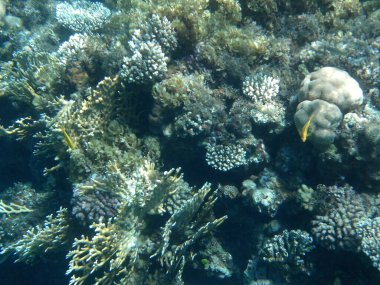 Dahab 'ın sualtı dünyası. Resif, canlı organizmalar tarafından oluşturulan biyojeolojik bir yapıdır. Dahab, Güney Sina Valiliği, Mısır