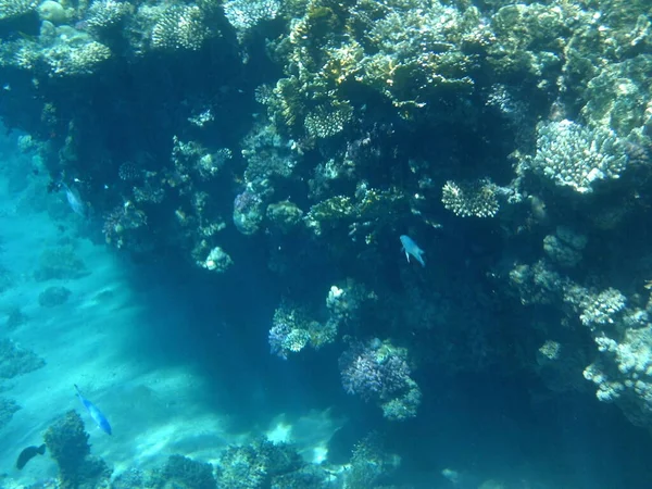 다합의 산호초는 유기체에 구조이다 이집트의 시나이 — 스톡 사진