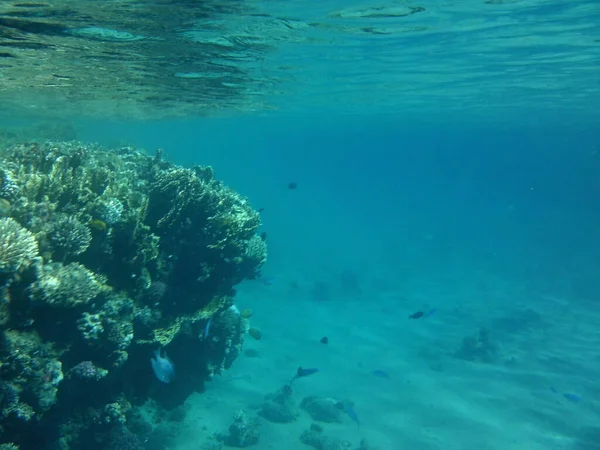 Υποβρύχιος Κόσμος Του Dahab Ύφαλος Είναι Μια Βιογεωγραφική Δομή Που — Φωτογραφία Αρχείου