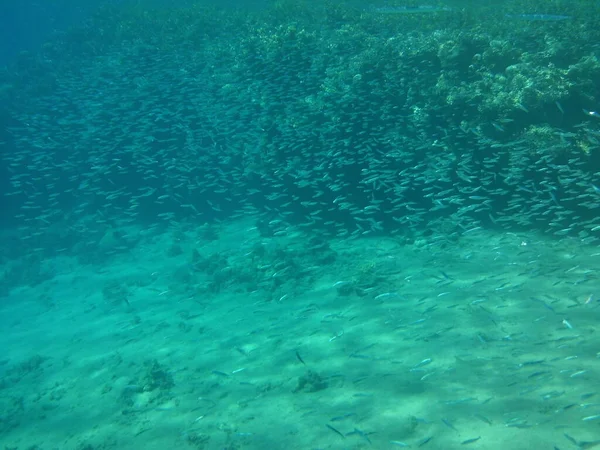 Mundo Subaquático Dahab Recife Uma Estrutura Biogeológica Formada Por Organismos — Fotografia de Stock