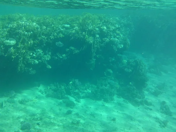 Mundo Subaquático Dahab Recife Uma Estrutura Biogeológica Formada Por Organismos — Fotografia de Stock