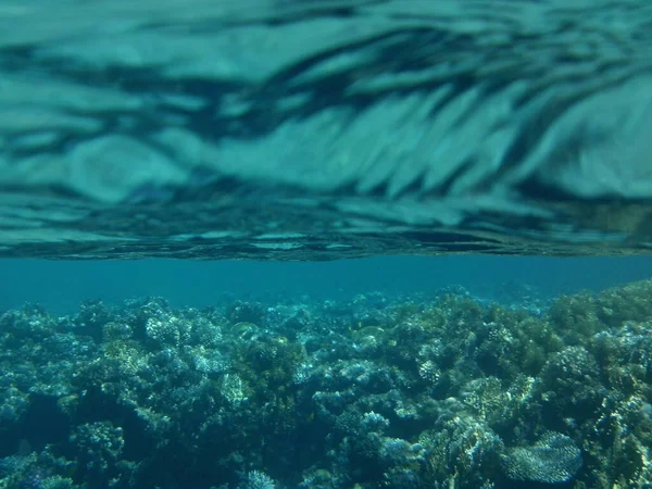 Underwater World Dahab Reef Biogeological Structure Formed Living Organisms Dahab — Stock Photo, Image