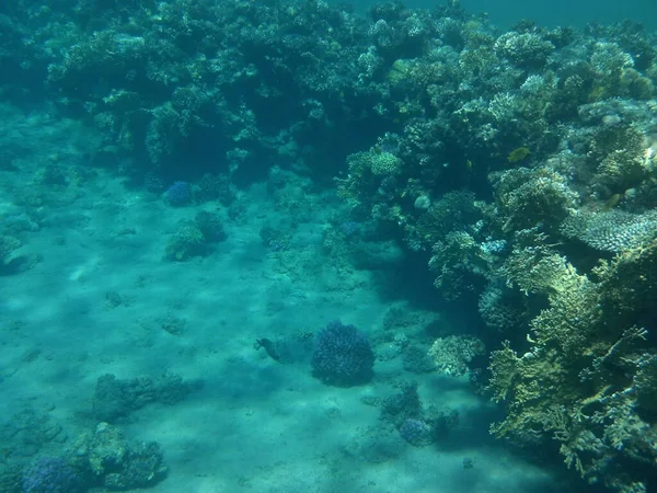 Mundo Subaquático Dahab Recife Uma Estrutura Biogeológica Formada Por Organismos — Fotografia de Stock