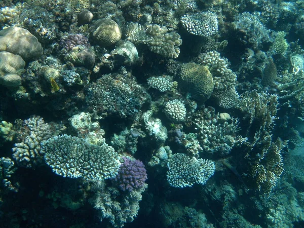 Dahab Sualtı Dünyası Resif Canlı Organizmalar Tarafından Oluşturulan Biyojeolojik Bir — Stok fotoğraf