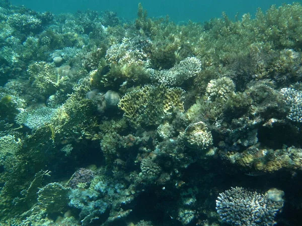 Underwater World Dahab Reef Biogeological Structure Formed Living Organisms Dahab — Stock Photo, Image